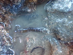Alpheus novaezealandiae