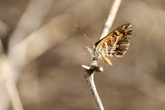 Aricoris campestris