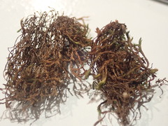 Schistidium strictum