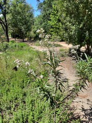 Eriodictyon californicum