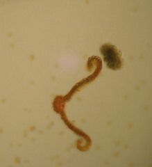 Schistidium strictum