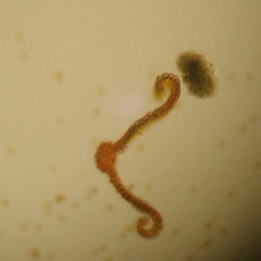 Schistidium strictum