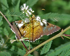 Apyrrothrix araxes