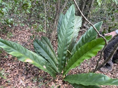Anthurium crenatum