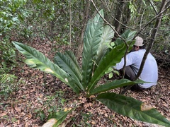 Anthurium crenatum