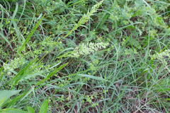 Sphenopholis obtusata