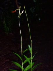 Bromheadia finlaysoniana