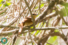 Pachyramphus castaneus