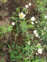 Astranthium ciliatum