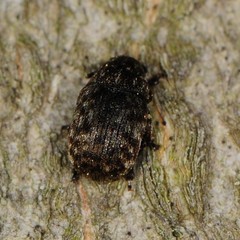 Anthribus