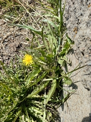 Taraxacum macroceras