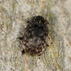 Anthribus