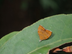 Choreutis achyrodes