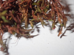 Schistidium strictum