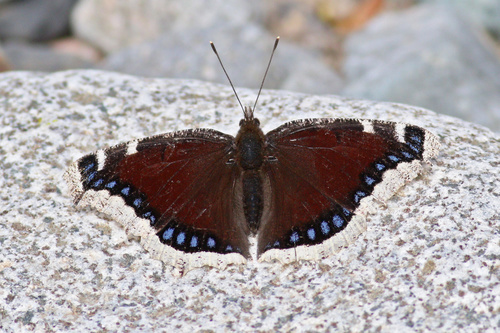 Mourning Cloak