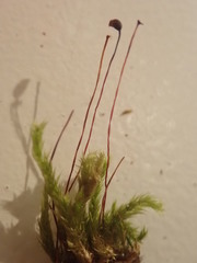 Sciuro-hypnum plumosum