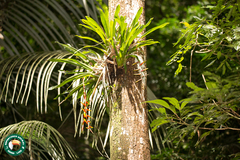 Vriesea scalaris
