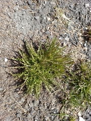 Taraxacum ceratophorum