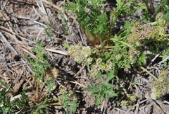 Cymopterus glomeratus