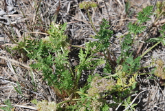 Cymopterus glomeratus