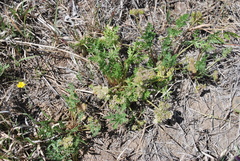 Cymopterus glomeratus