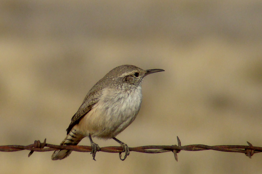 Rock Wren