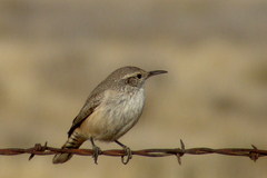 Rock Wren photo 1