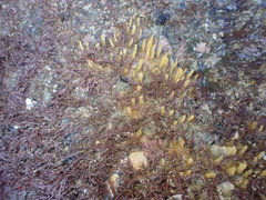 Ciocalypta penicillus