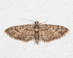 Eupithecia columbiata