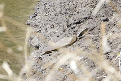 Apalone mutica mutica