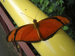 Dryas iulia alcionea