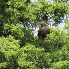 Parabuteo unicinctus
