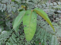 Vismia macrophylla