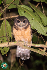 Pulsatrix koeniswaldiana