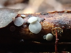 Mollisia discolor