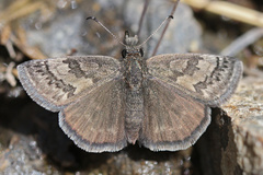 Erynnis pelias