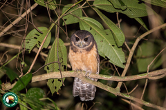 Pulsatrix koeniswaldiana