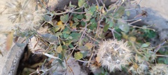 Porophyllum ruderale
