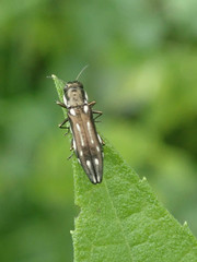 Agrilus obsoletoguttatus