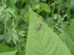 Agrilus obsoletoguttatus