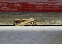 Eucosma umbrastriana