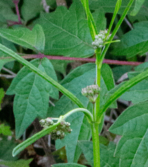 Asclepias linearis