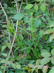 Asclepias linearis