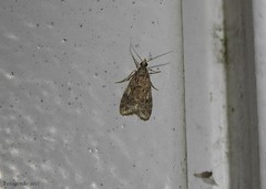 Loxostege cereralis