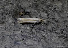 Crambus laqueatellus