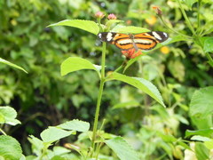 Hypothyris ninonia daeta