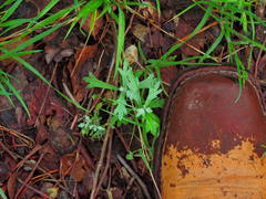 Delphinium carolinianum