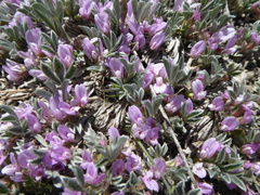 Astragalus tridactylicus
