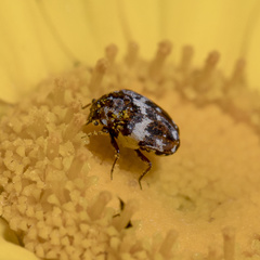 Anthrenus angustefasciatus