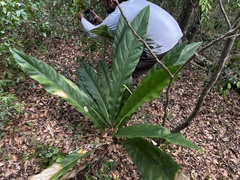 Anthurium crenatum